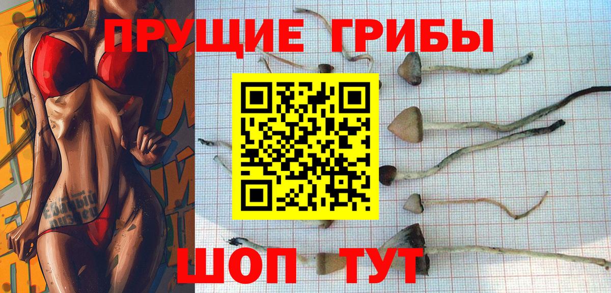 Галлюциногенные грибы Psilocybe  Пенза 